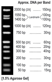 ALL PURPOSE LO DNA MARKER, BN2051
WIDE RANGE: 50 bp - 2,000 bp, with evenly spaced bands
EASY TO READ: Doublet bands at 1400 & 1550 bp with double intensity bands at 500, 1000, and 2000 bp
CONVENIENT: Stable at Room Temperature for 2 or more years
READY TO USE: Perfect standard for accurate quantitation