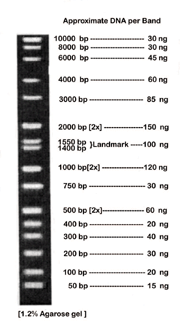 ALL PURPOSE HI-LO DNA MARKER, BN2050   
WIDE RANGE: 50 bp - 10,000 bp, with evenly spaced bands
EASY TO READ: Doublet bands at 1400 & 1550 bp with double intensity bands at 500, 1000, and 2000 bp
CONVENIENT: Stable at Room Temperature for 2 or more years
READY TO USE: Perfect standard for accurate quantitation