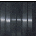 PCR Reagents
